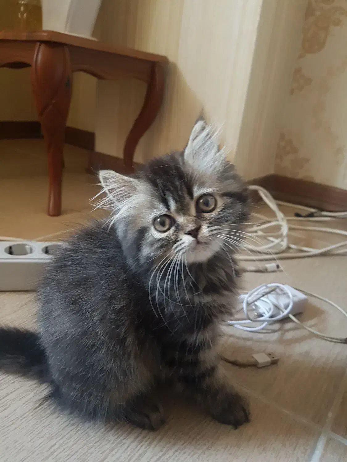 بچه گربه|گربه|گنبد کاووس, |دیوار