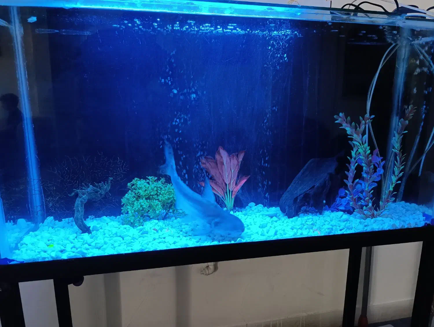 اکواریوم وماهی|ماهی|تهران, افسریه شمالی|دیوار