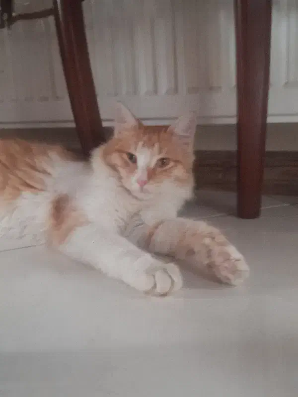 گربه|گربه|آستانه اشرفیه, |دیوار