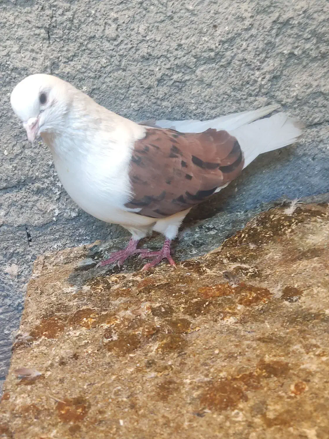 کفتر|پرنده|کوهدشت, |دیوار