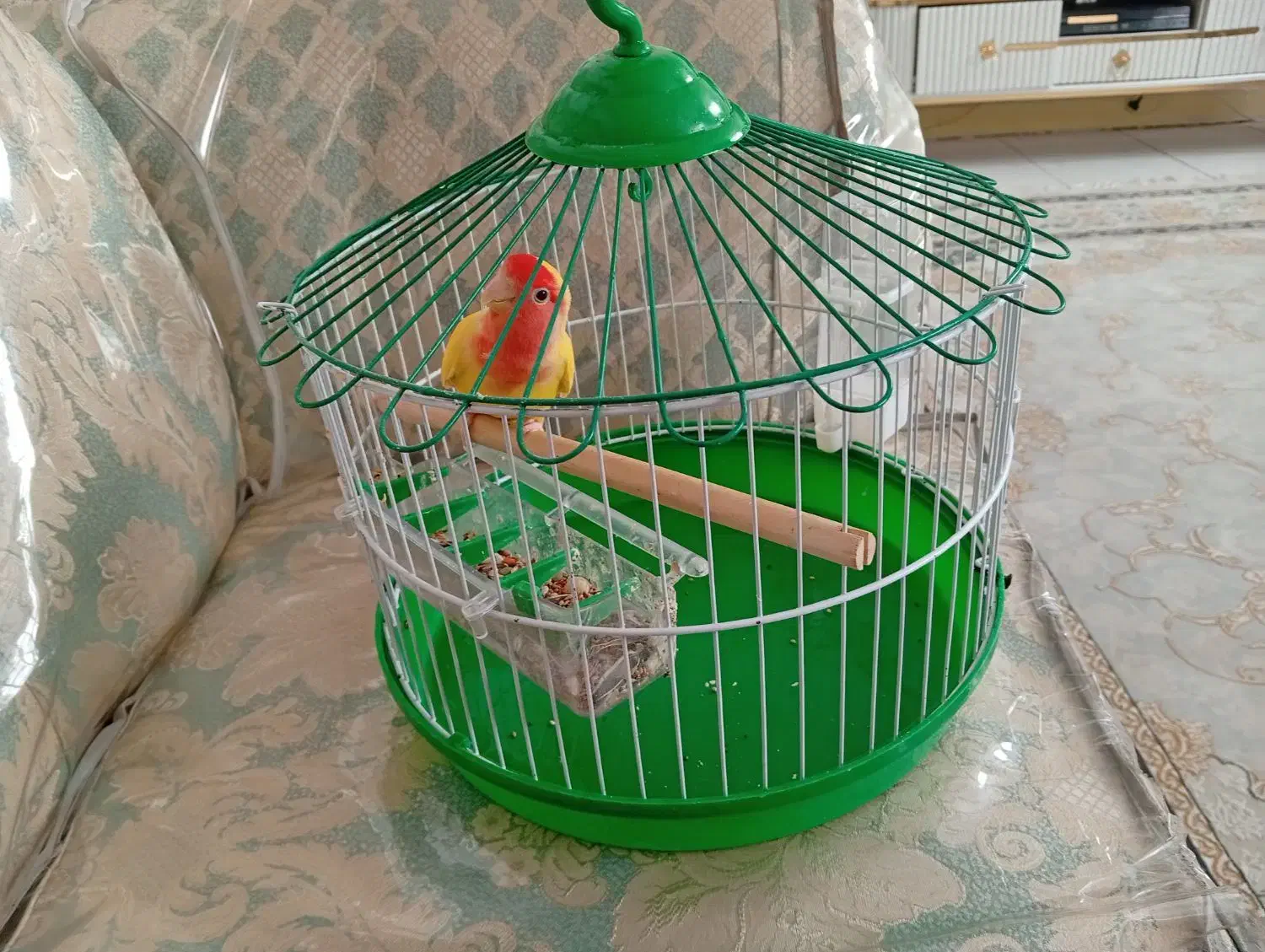 طوطی برزیلی|پرنده|قم, در بهشت|دیوار