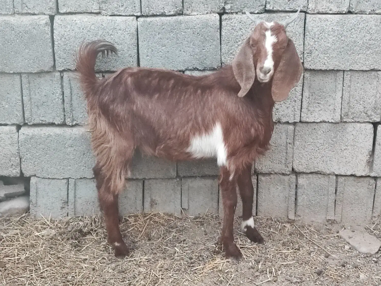 کهره|حیوانات مزرعه|وحدتیه, |دیوار