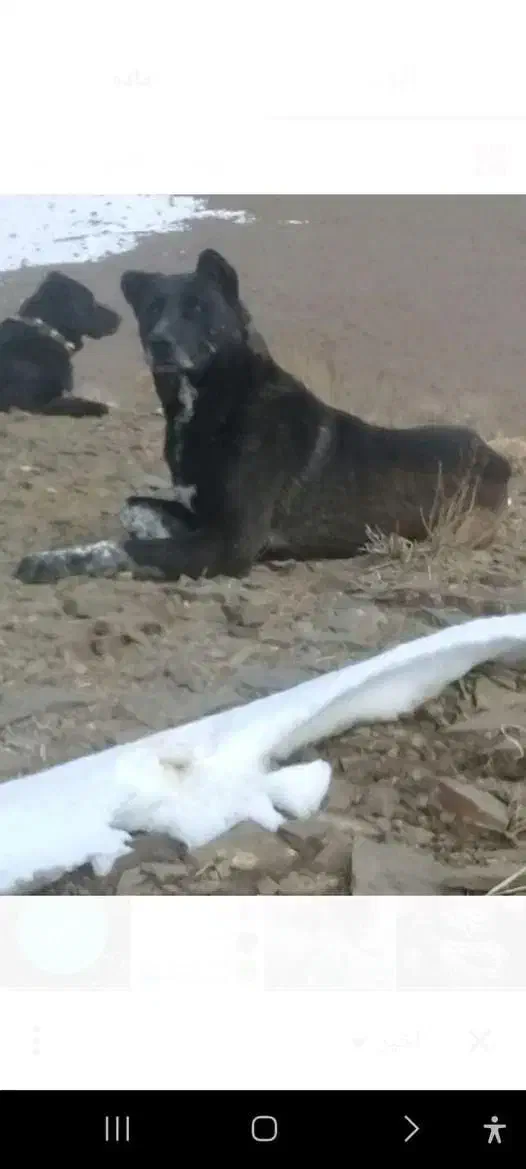 سگ نر|سگ|سلفچگان, |دیوار