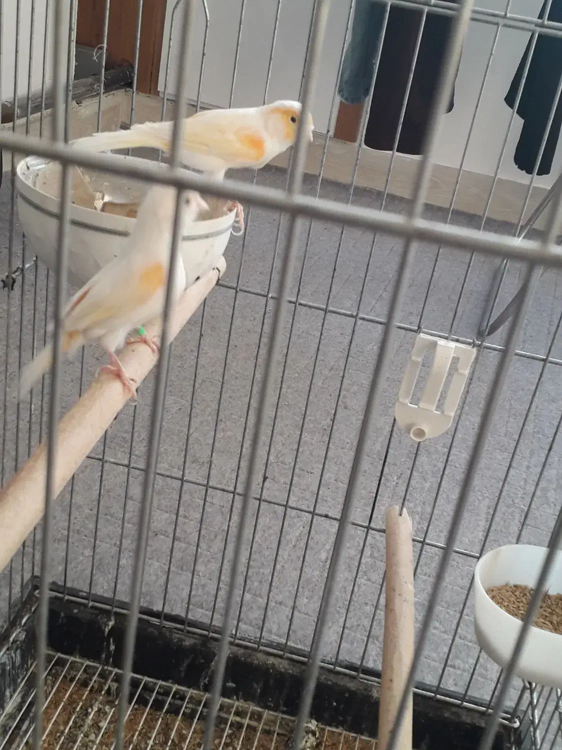 قناری جفت کار داده|پرنده|پارسآباد, |دیوار