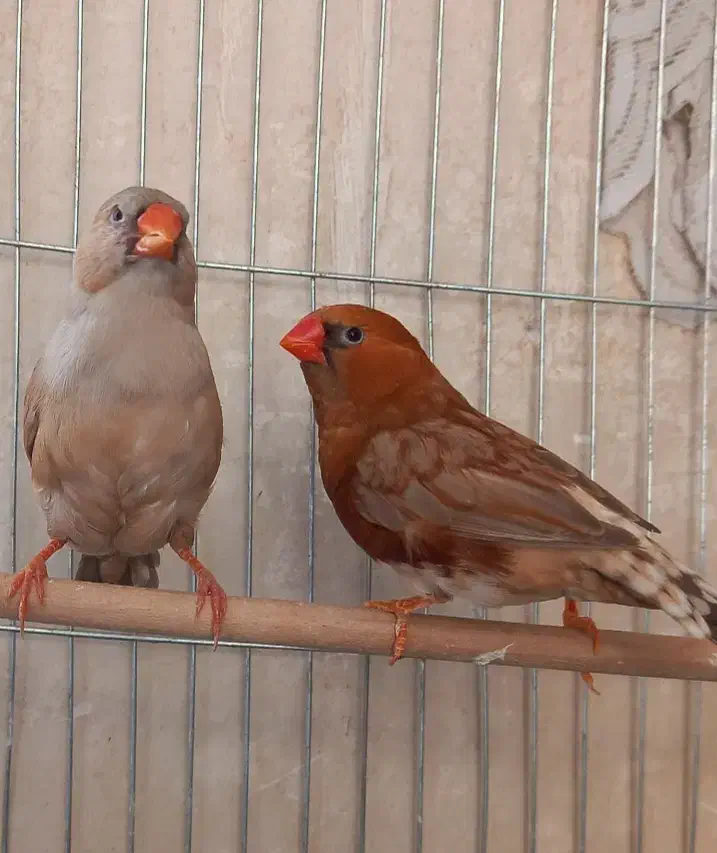 فنچ بلک بادی خاص|پرنده|هشتگرد, تهران دشت|دیوار