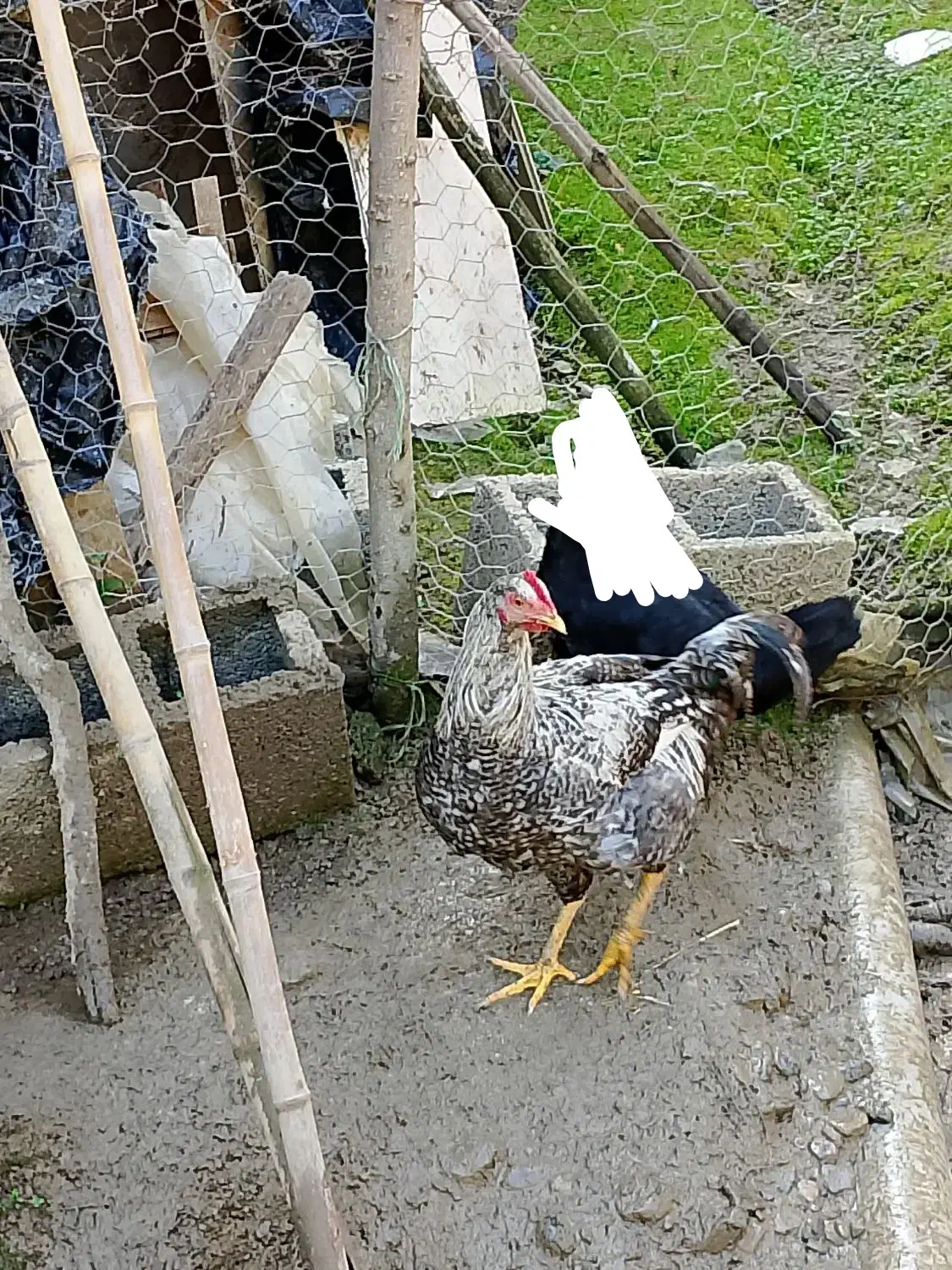 نیمچه خروس محلی(کبابی)|حیوانات مزرعه|ماکلوان, |دیوار