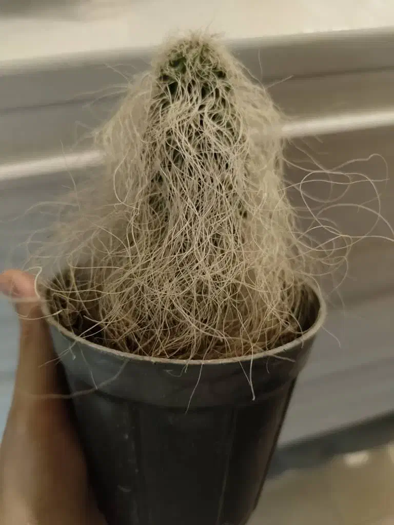 کاکتوس اولدمن|گل و گیاه طبیعی|تهران, سلیمانی|دیوار