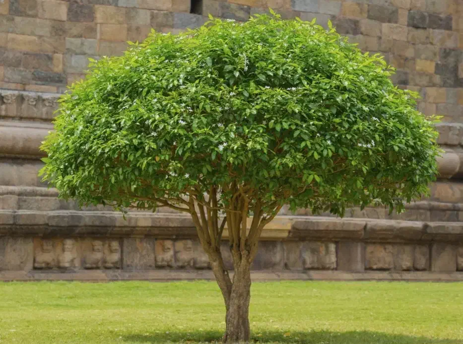 درختچه مصنوعی|گل مصنوعی|چابهار, |دیوار