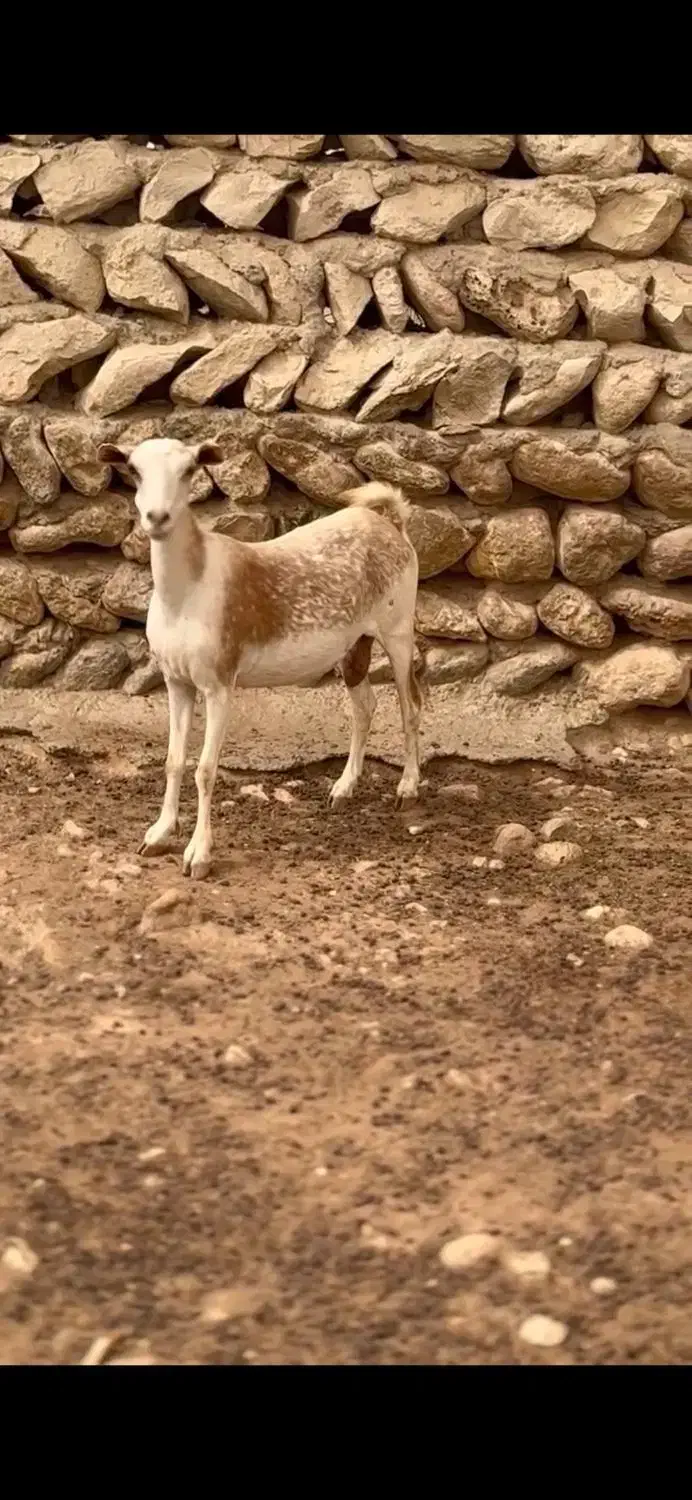 عربی بز|حیوانات مزرعه|کنگاور, |دیوار