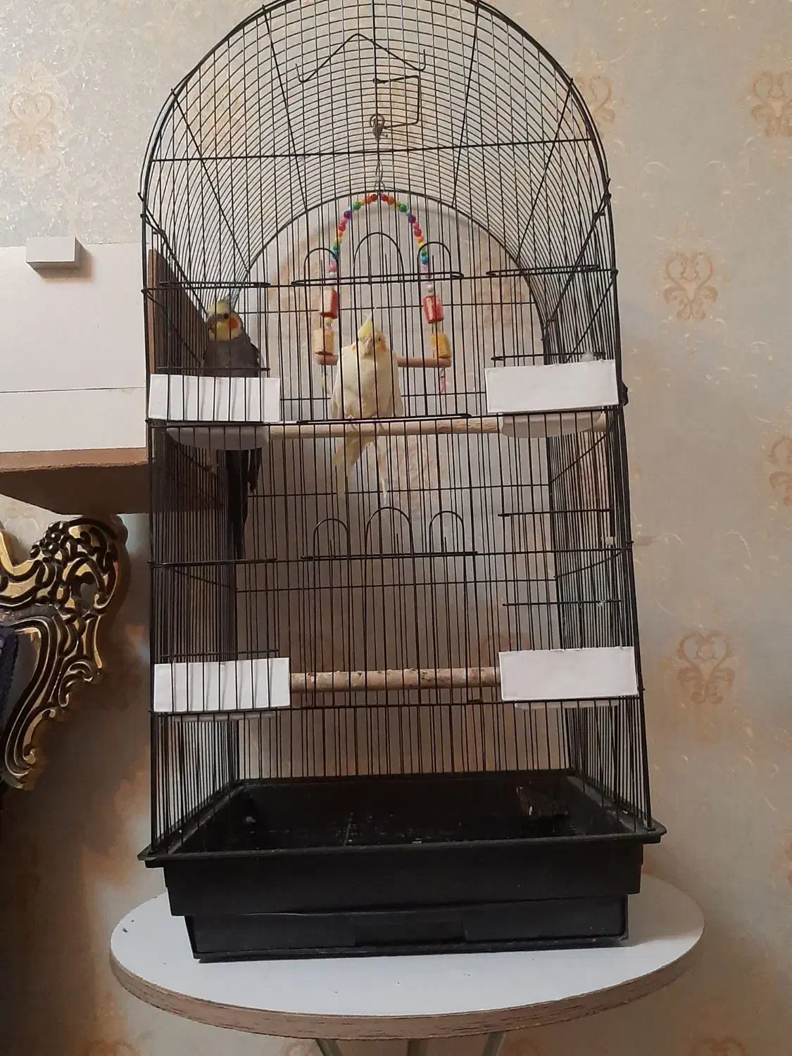 عروس هلندی  جفت نر و ماده با تمام وسایل وقفس|پرنده|شهریار, شهریار|دیوار