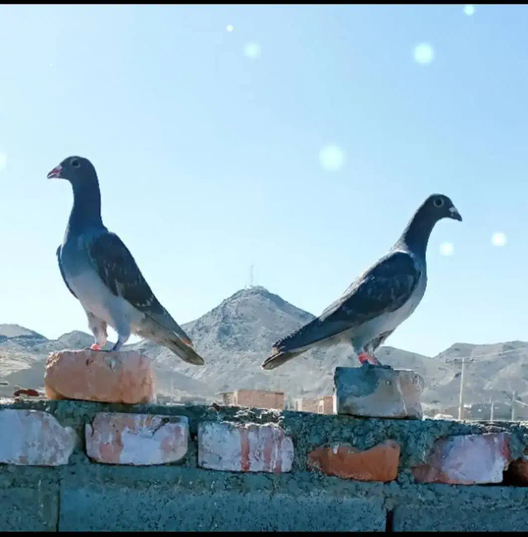 باختی|حیوانات|زاهدان, |دیوار