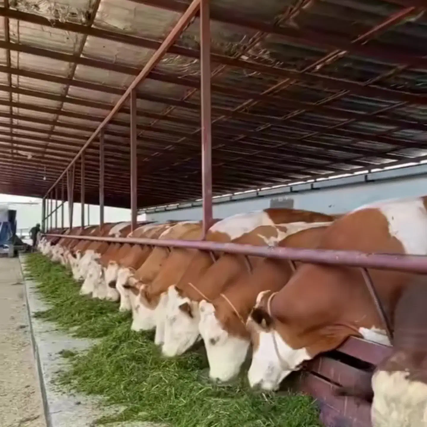 انواع دام اصیل|حیوانات مزرعه|هشتگرد, تهران دشت|دیوار