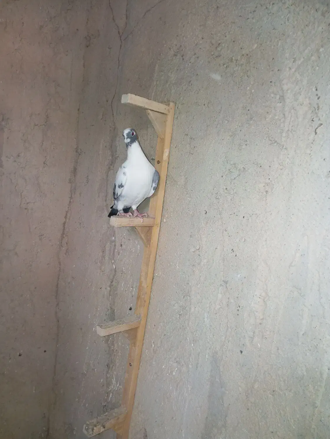 ابلغ|پرنده|سعدآباد, |دیوار