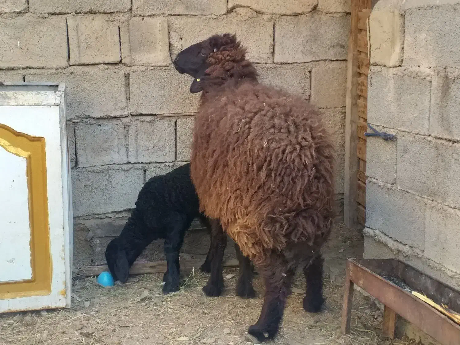 گوسفند مطفل با بره ماده یک ماهه|حیوانات مزرعه|بندر ماهشهر, |دیوار