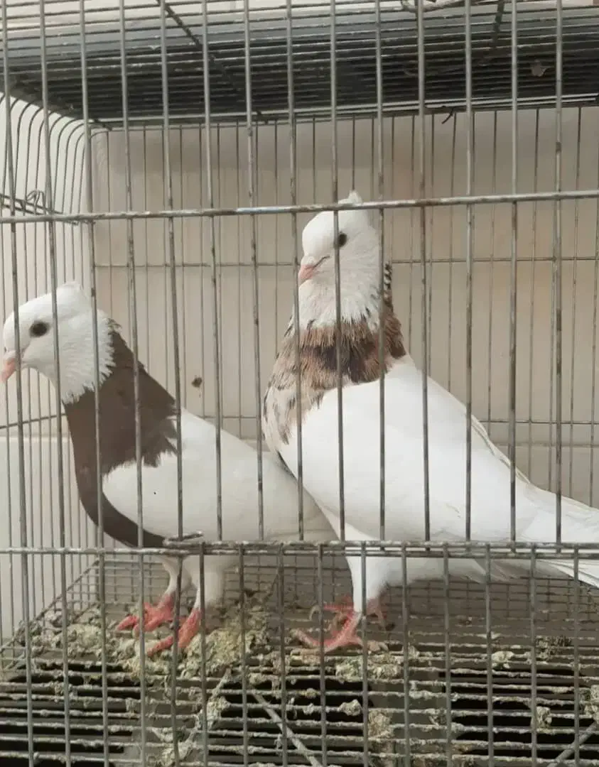 طوقی هفترنگ|پرنده|اصفهان, منتظرالمهدی|دیوار