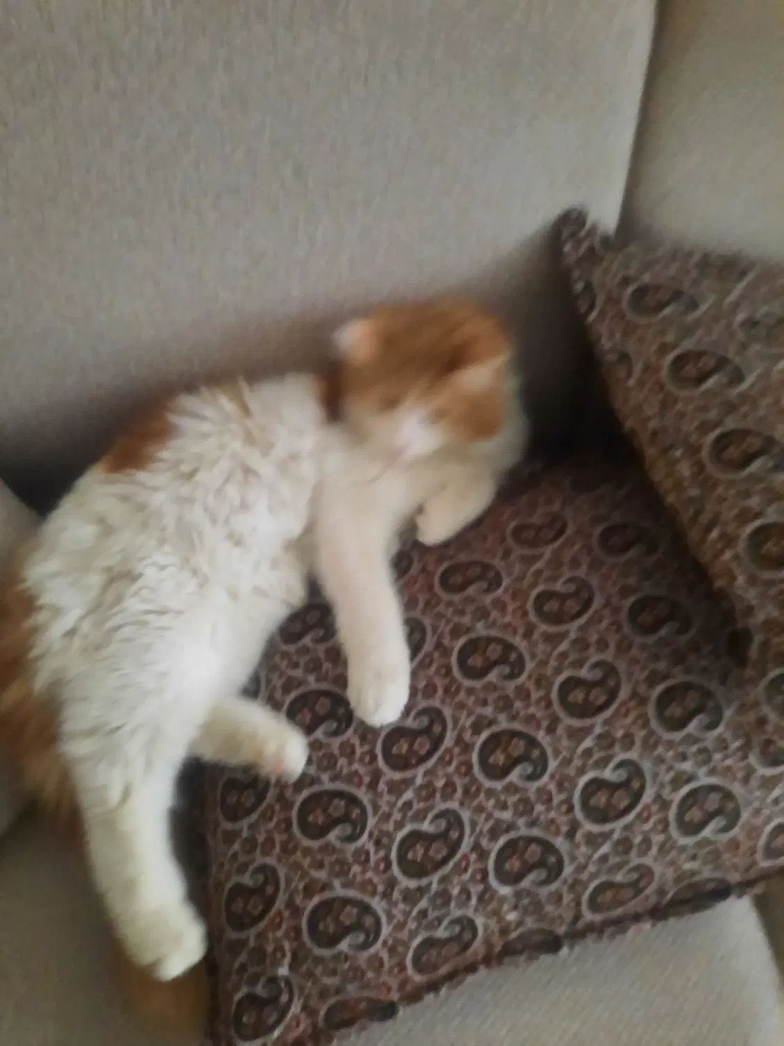 گربه|گربه|میبد, |دیوار