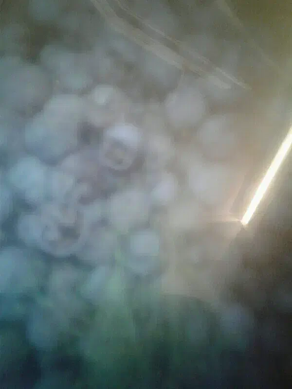 فروش گردو و حبوبات و معاوضه با نیمدانه خوب|خوردنی و آشامیدنی|رشت, سعدی (تختی)|دیوار