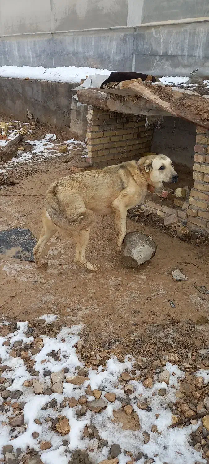 این سگ گمشده|حیوانات|زنجان, |دیوار