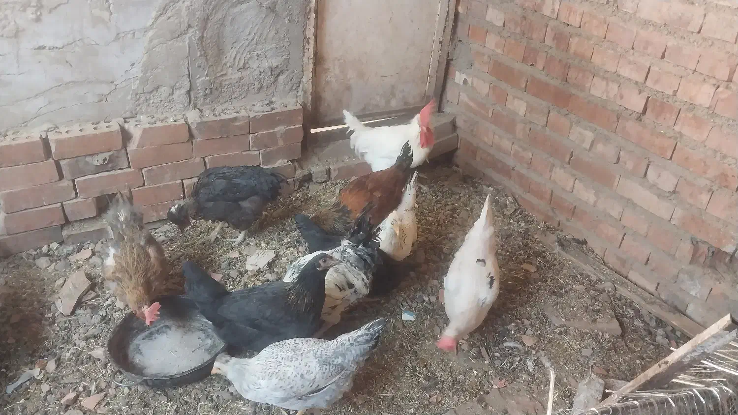 مرغ و خروس|حیوانات مزرعه|کرمان, |دیوار