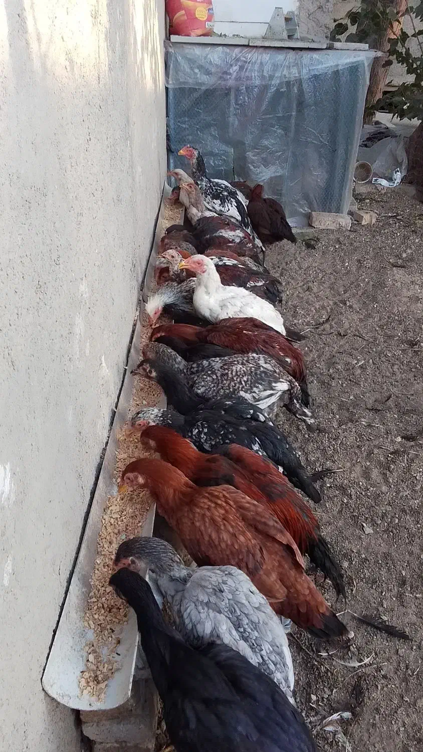 مرغ وخروس لاری|حیوانات مزرعه|تربتحیدریه, حاجی یار|دیوار