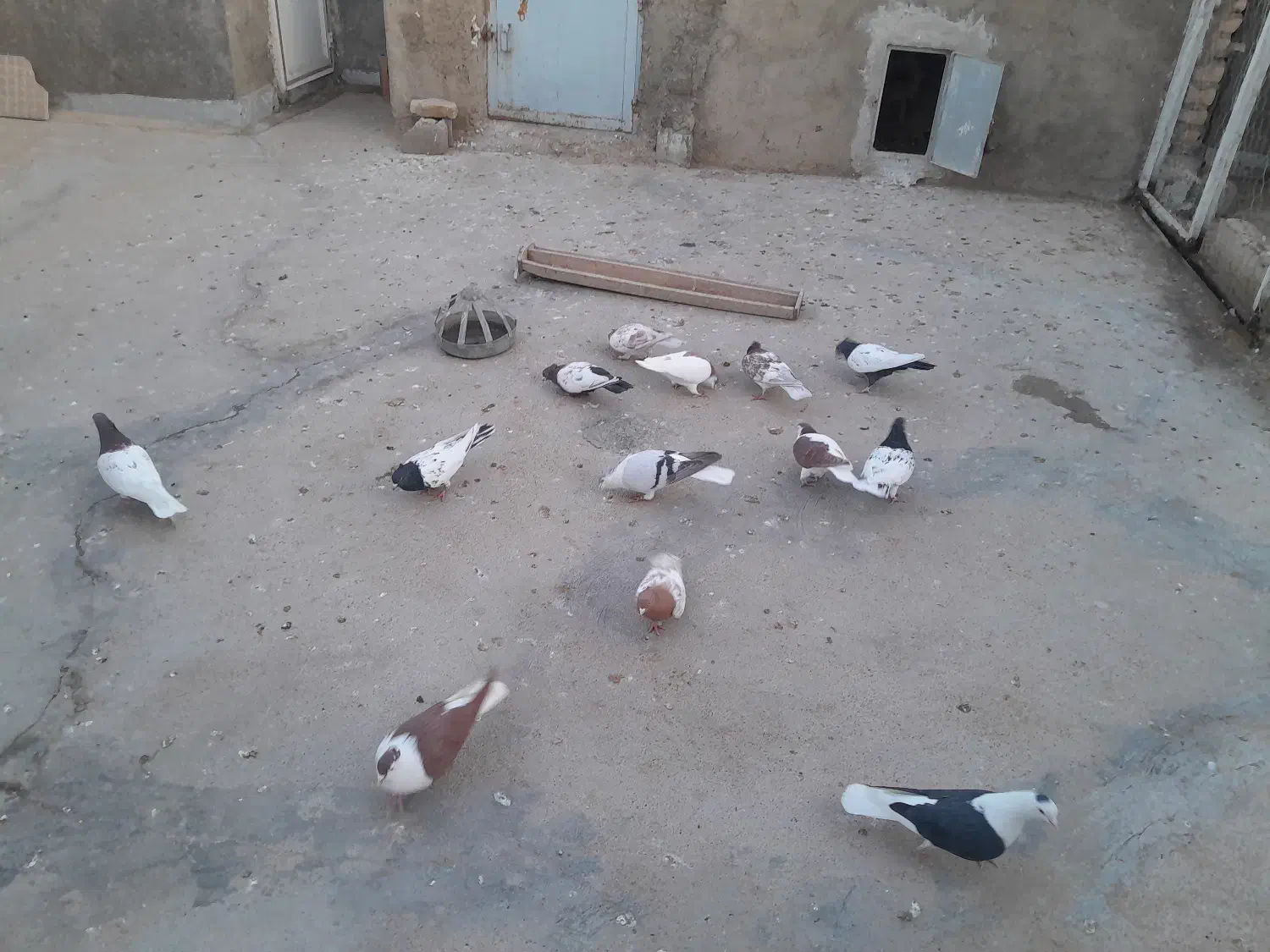 کفتر رنگی|پرنده|گرمه, |دیوار