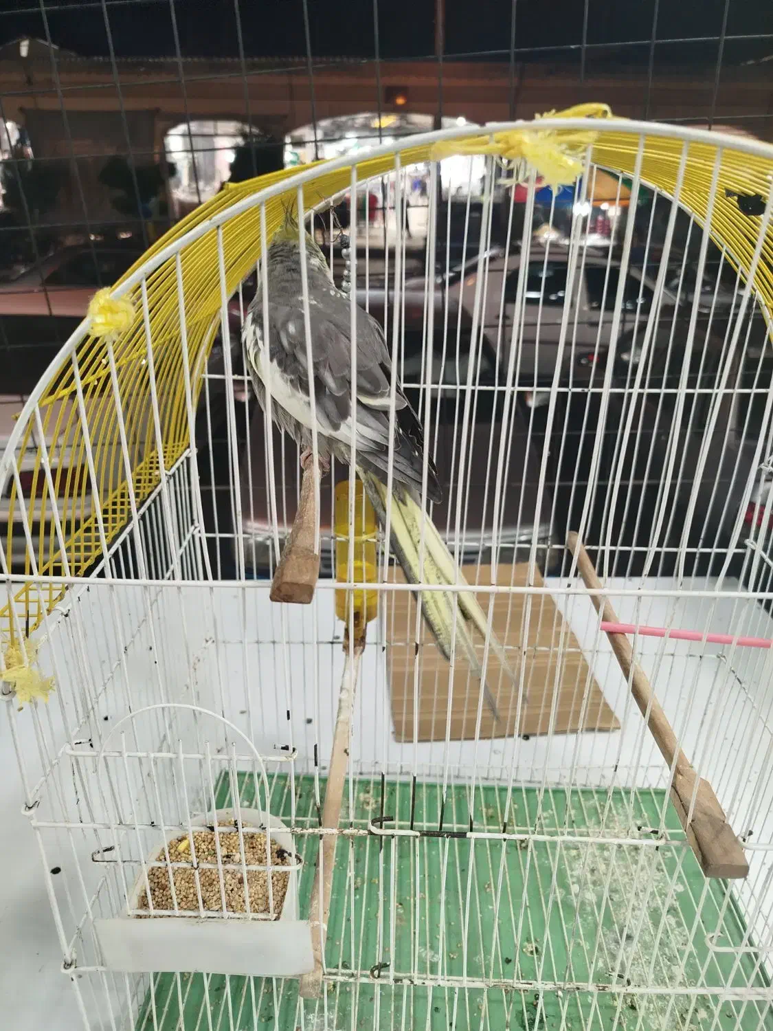 عروس هلندی نر|پرنده|آستارا, |دیوار