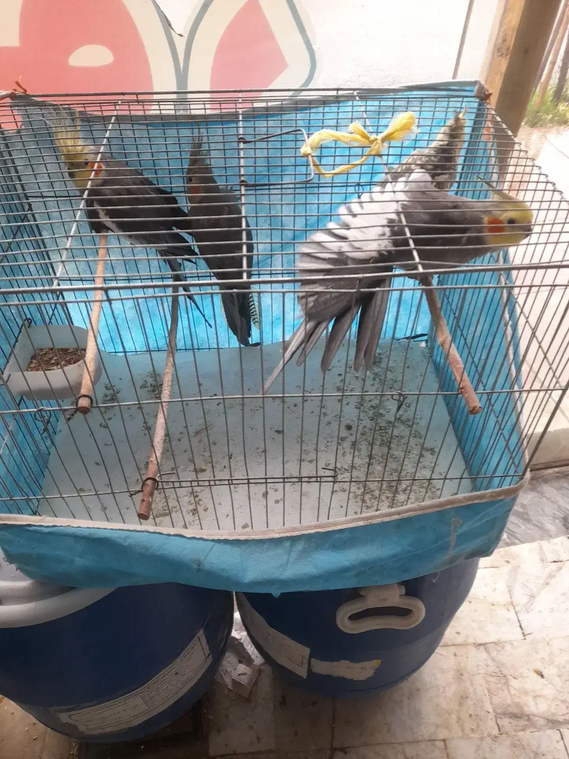 عروس هلندی|پرنده|شفت, |دیوار