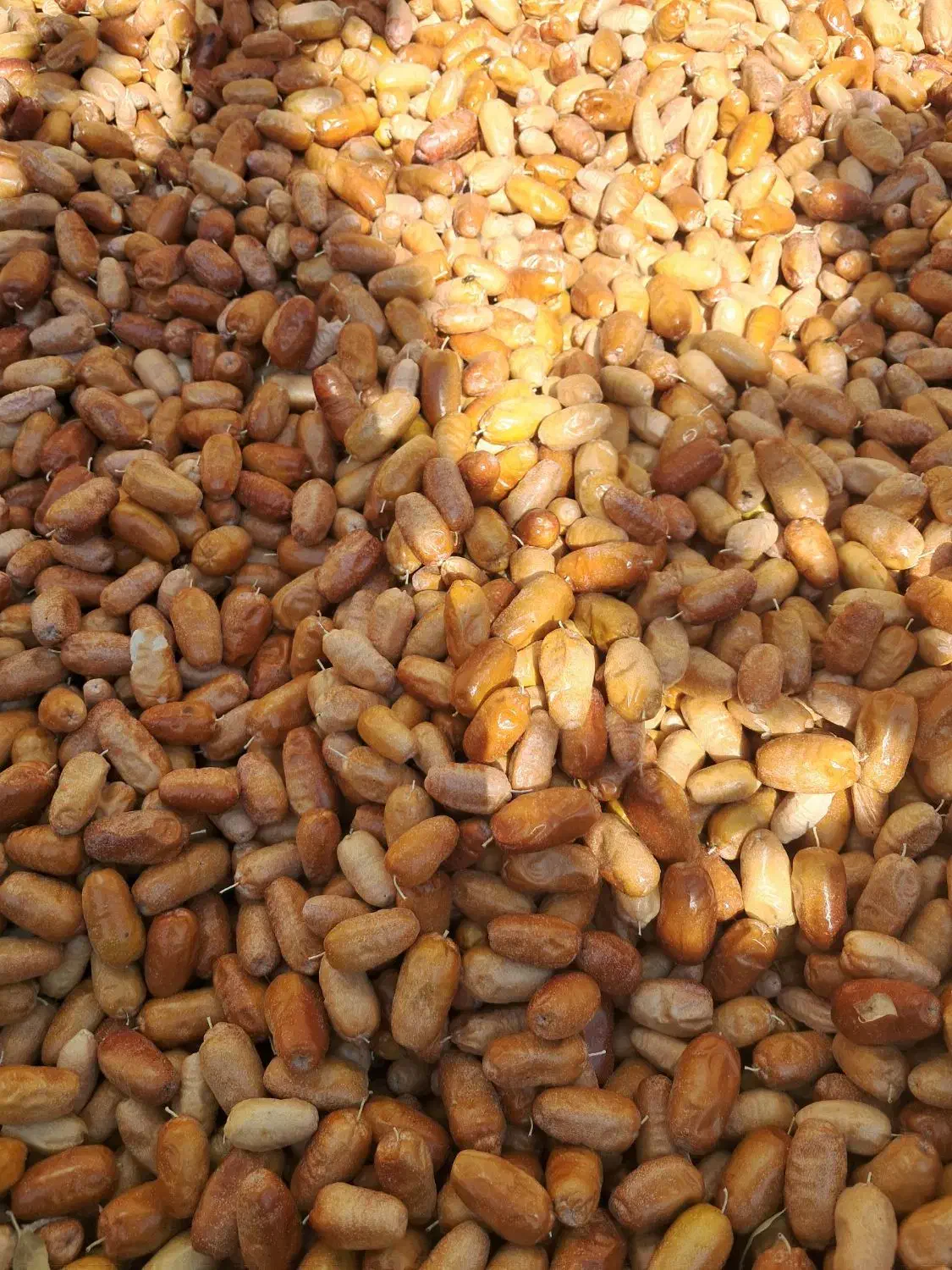 انواع سنجد تازه امسال|خوردنی و آشامیدنی|خسروشاه, |دیوار