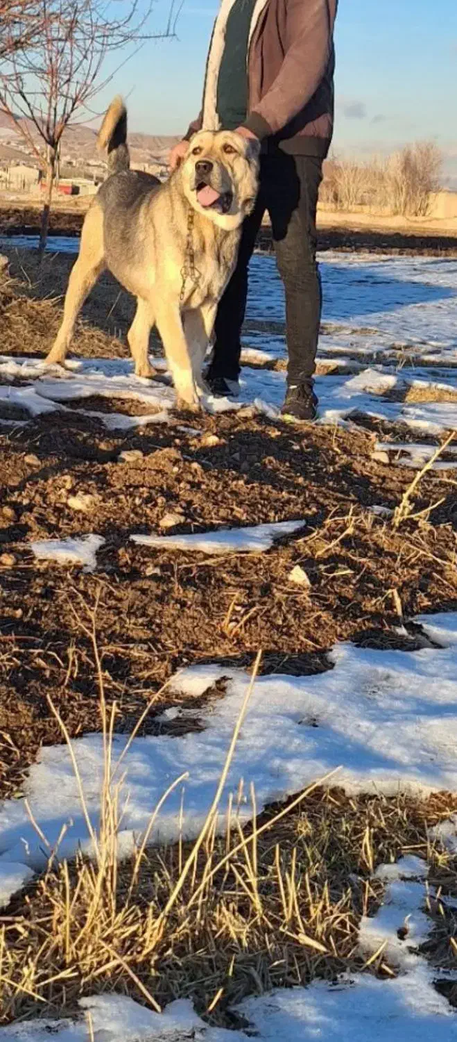 سگ عراقی|سگ|بستان آباد, |دیوار