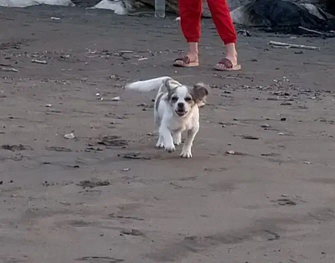 سگ گمشده|سگ|نوشهر, |دیوار