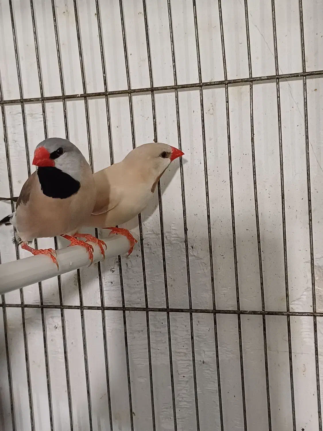 فنچ کرواتی مولد|پرنده|تبریز, |دیوار