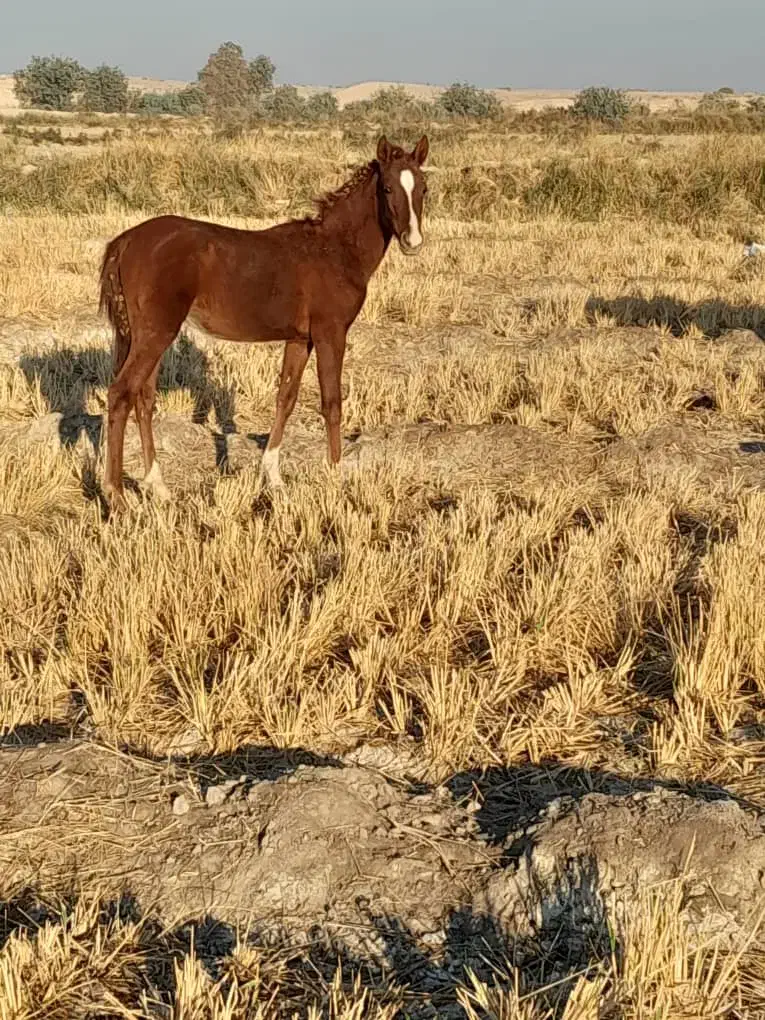 کره مادیون امیدیه|اسب و تجهیزات اسبسواری|امیدیه, |دیوار