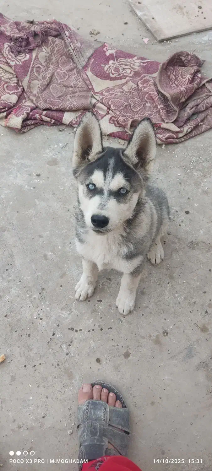 گمشده توله هاسکی|سگ|مشهد, کشف|دیوار