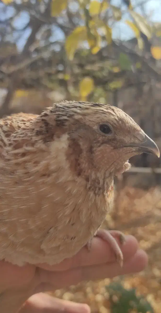 پیش فروش جوجه بلدرچین|حیوانات مزرعه|خوانسار, |دیوار