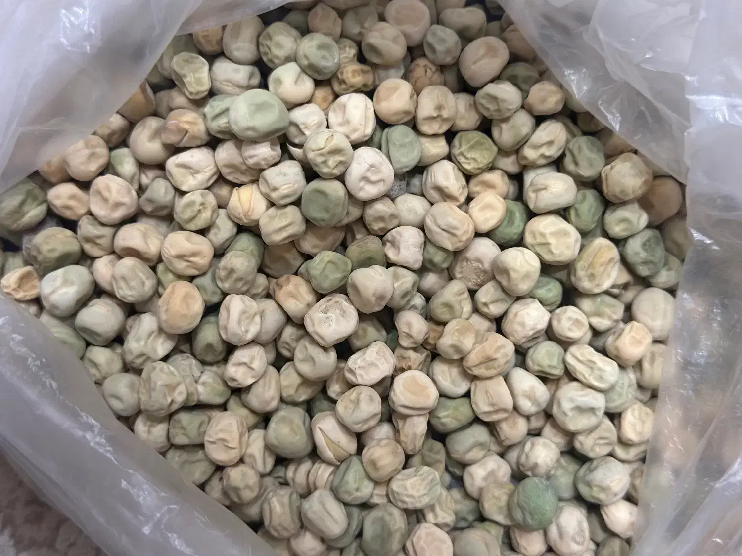 بذر نخود فرنگی وولف|خدمات باغبانی و درختکاری|گرگان, |دیوار