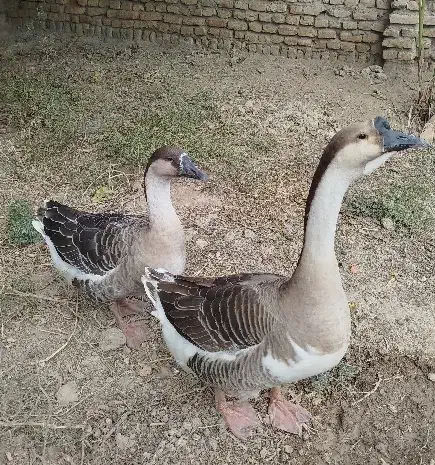 فروش یک جفت نر و ماده قوغاز|حیوانات مزرعه|انبارآلوم, |دیوار