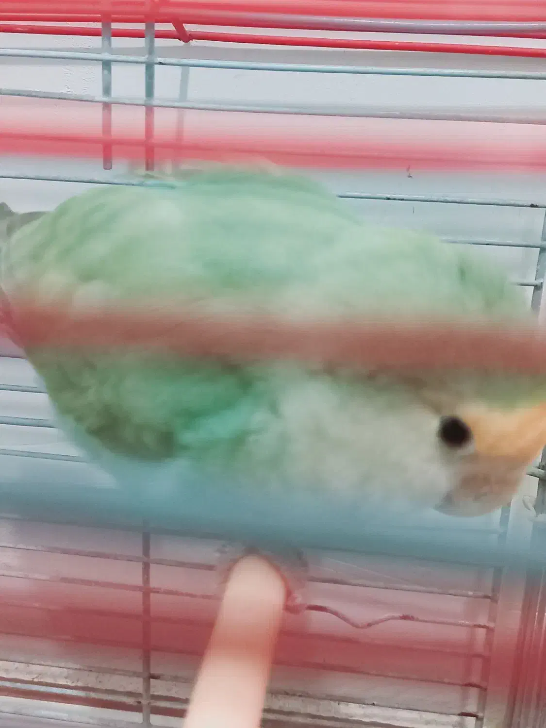 طوطی برزیلی|پرنده|پاکدشت, پاکدشت (مامازند)|دیوار