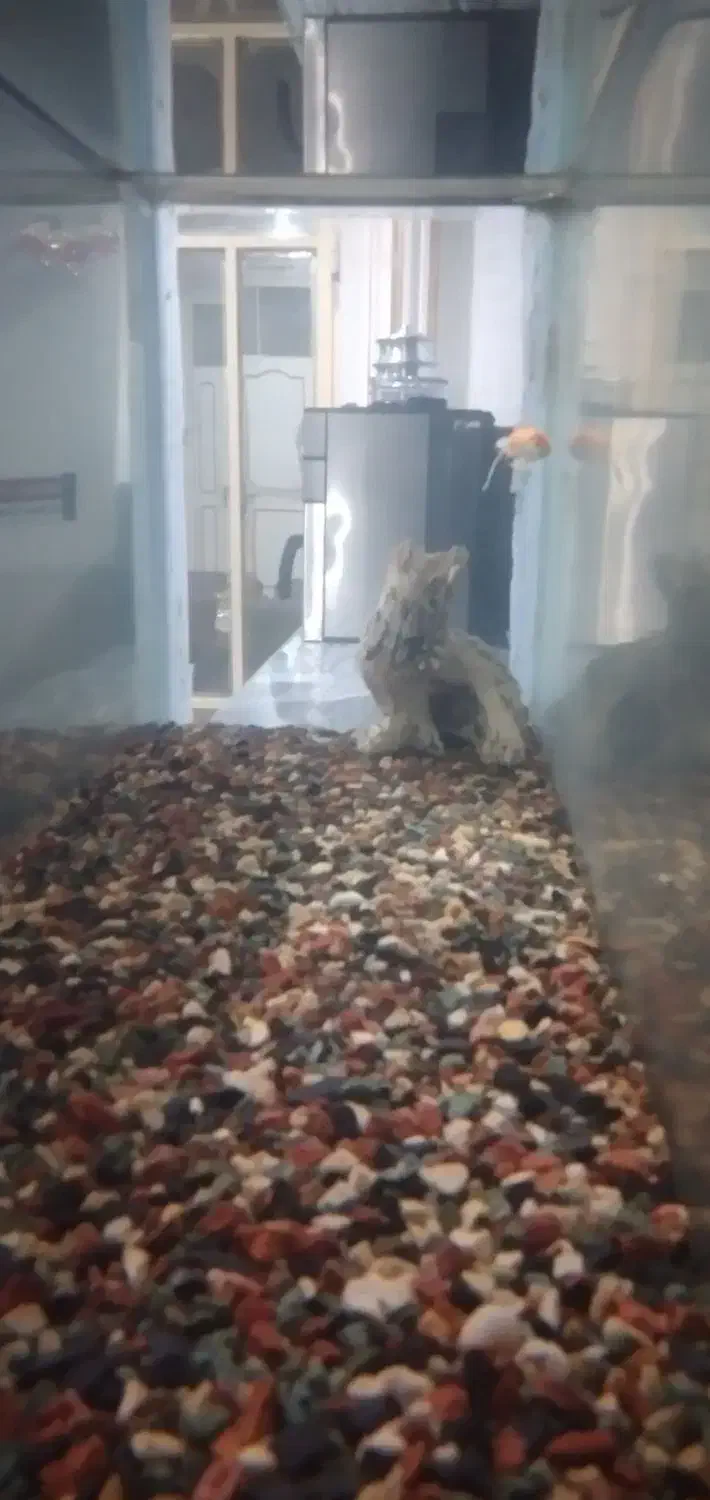 اکفاریوم|ماهی|بروجرد, |دیوار