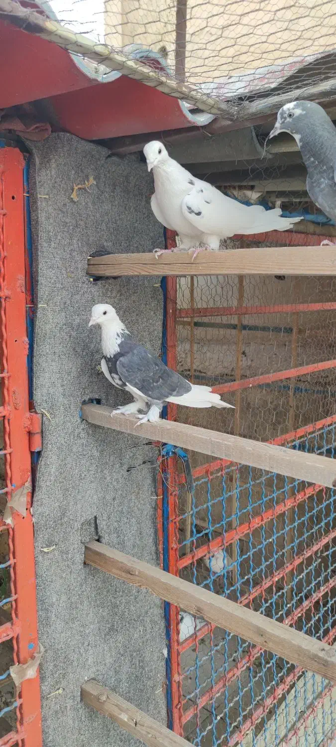 کبوتر|پرنده|تهران, مشیریه|دیوار