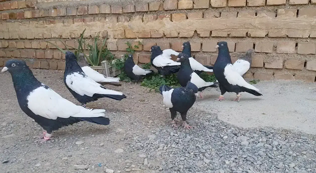 کبوتر سینه سیاه کلکسیونی جفت کت سفید|پرنده|تهران, کیانشهر|دیوار