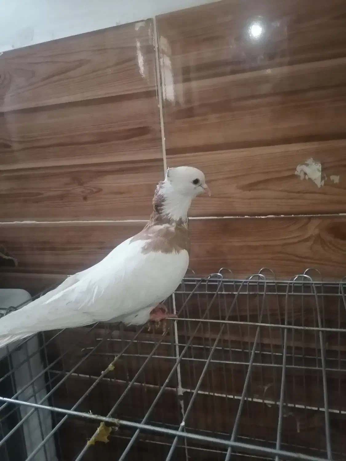 چهار عدد کبوتر|پرنده|شیراز, سعدیه شمالی|دیوار