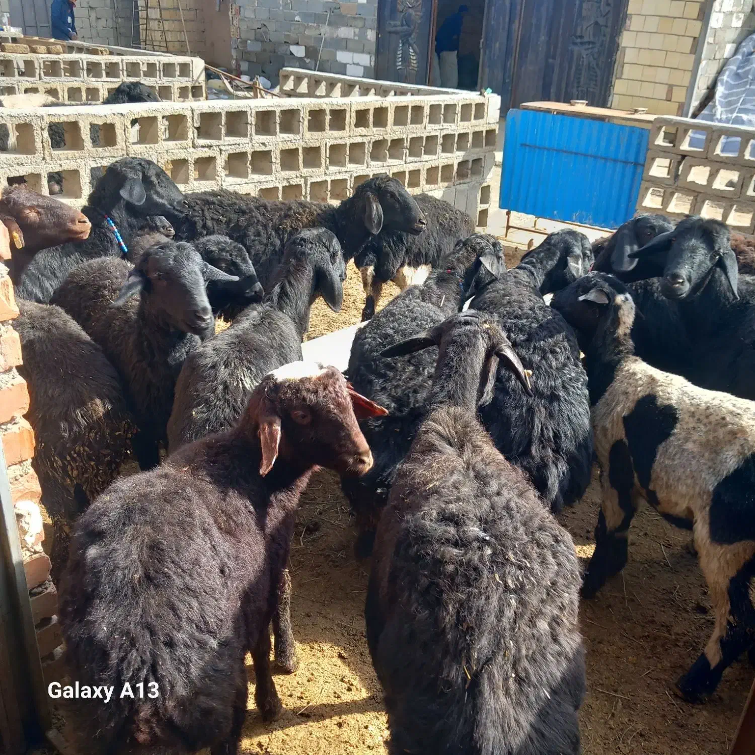 گوسفند|حیوانات مزرعه|لیلان, |دیوار