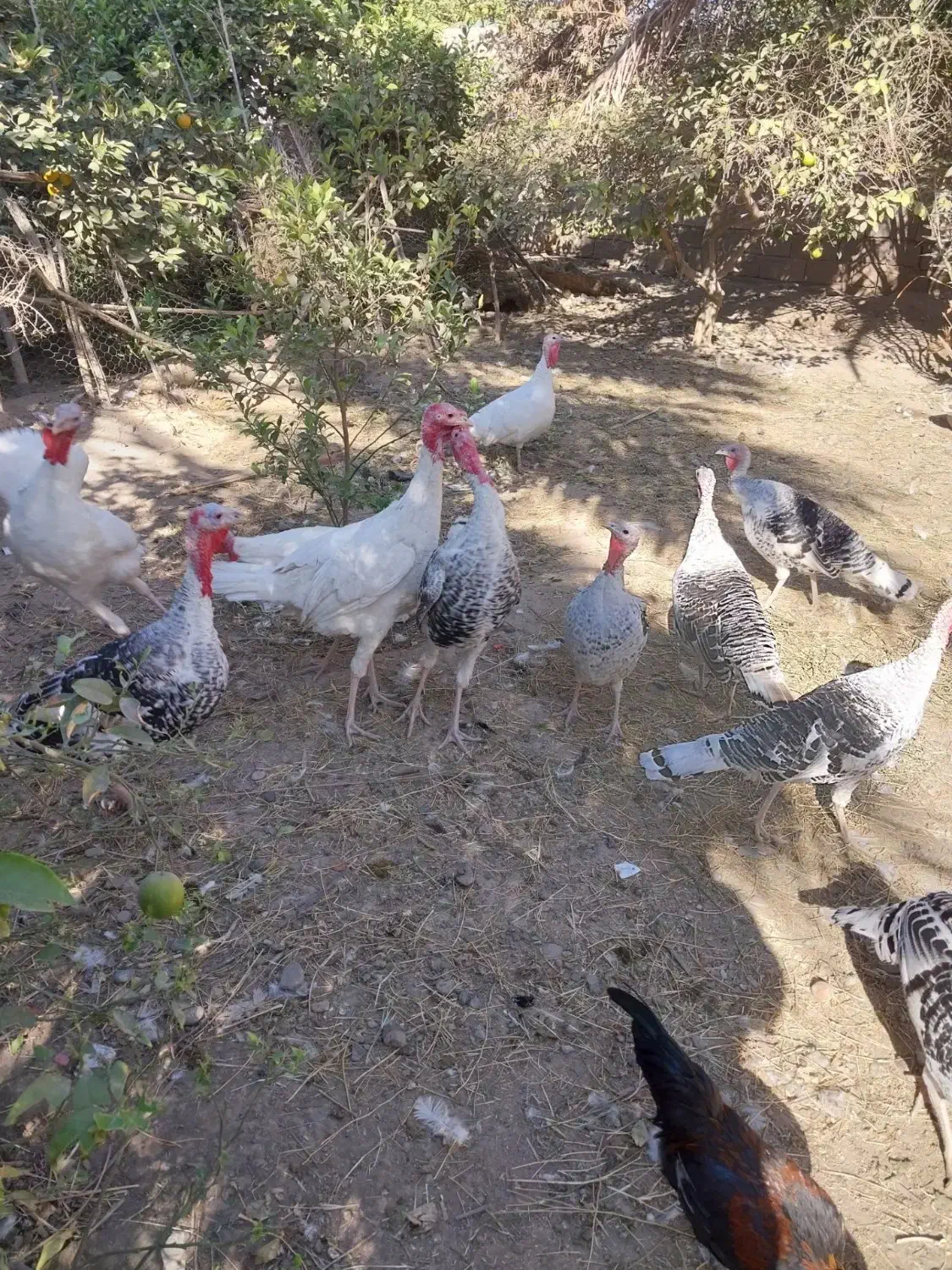 فروشی بوقلمون اورگانیک|حیوانات مزرعه|جیرفت, |دیوار