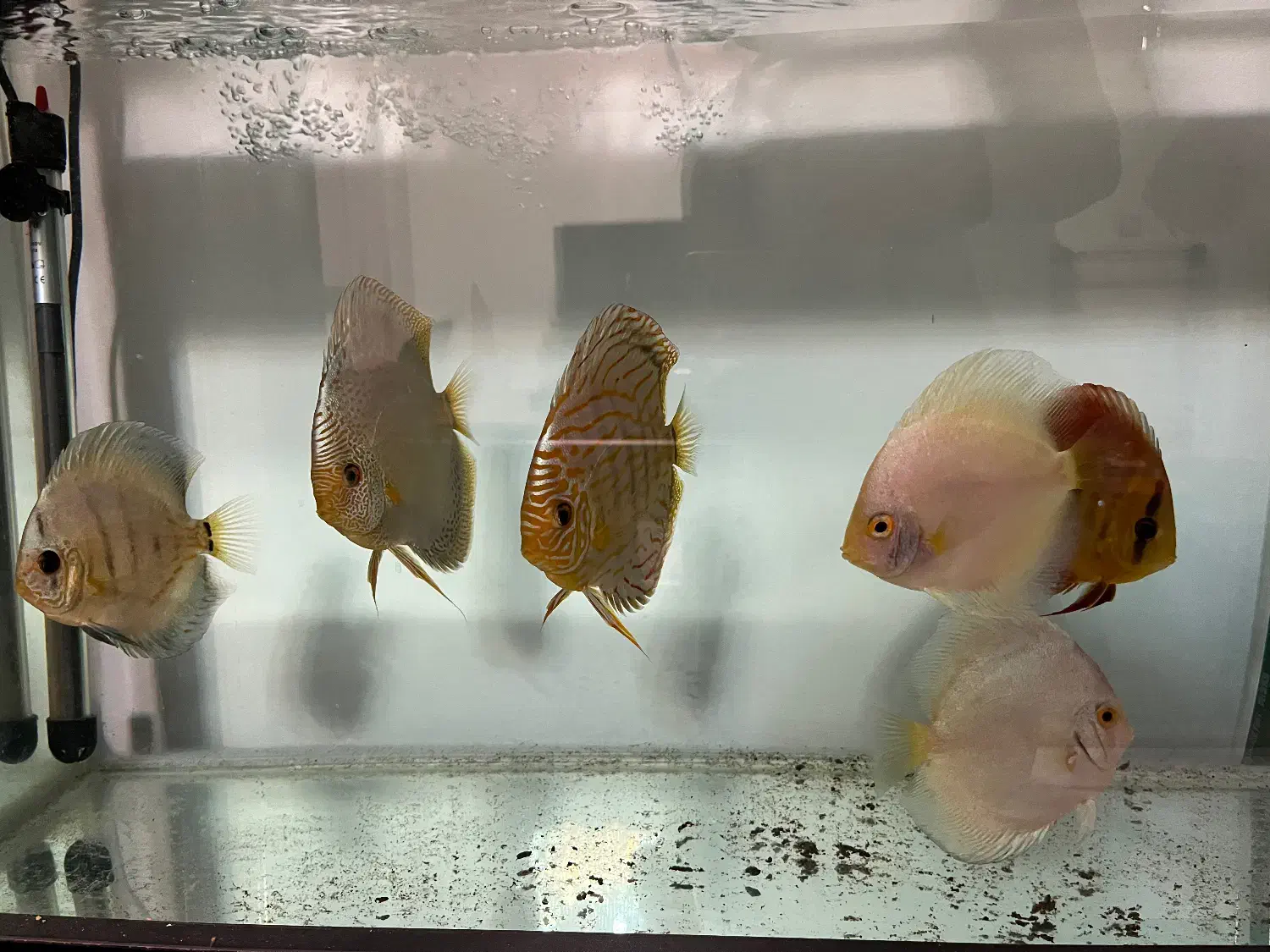 ماهی دیسکس سالم و نژاد دار|ماهی|تهران, باغ فیض|دیوار