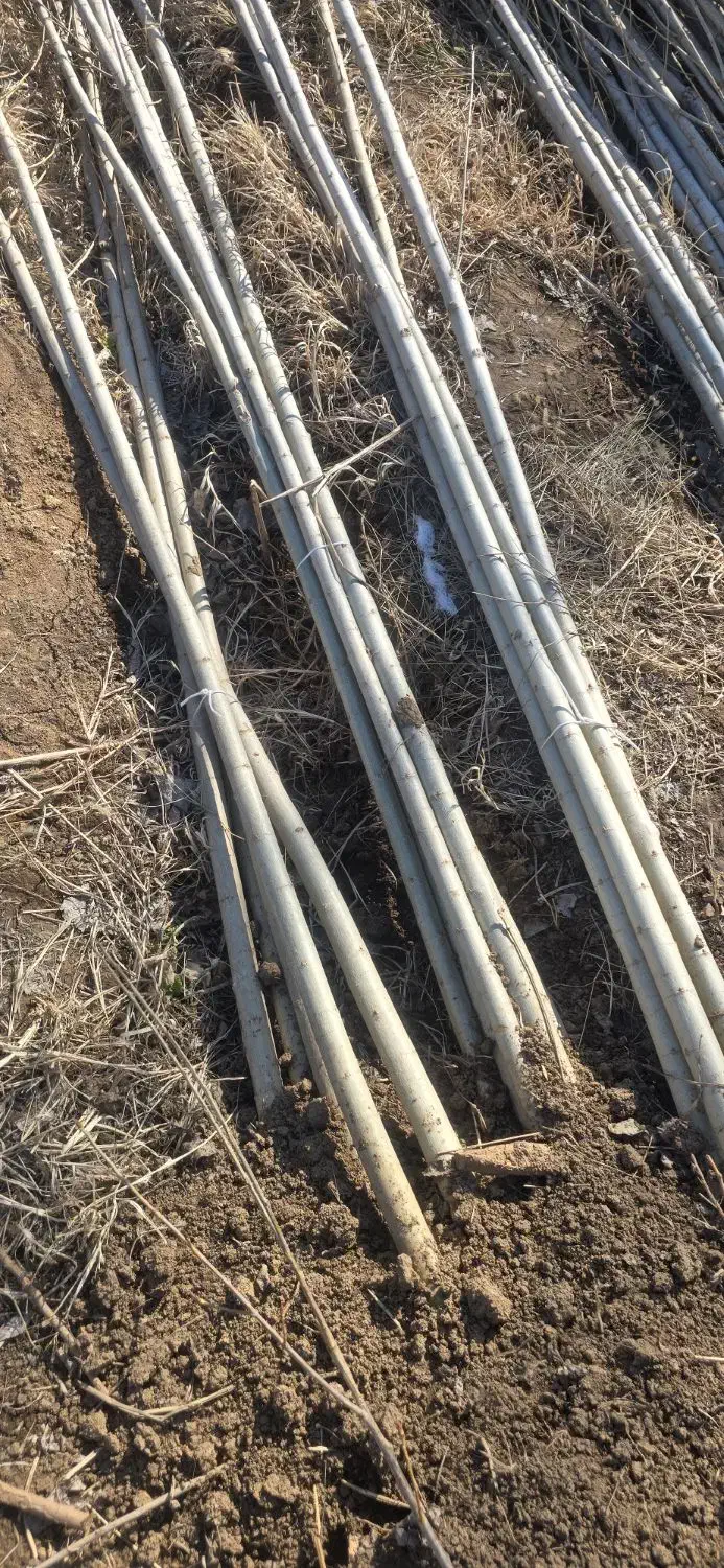 فروش صنوبر مرغوب و تازه با قیمت بسیار مناسب|خدمات باغبانی و درختکاری|نورآباد ممسنی, |دیوار