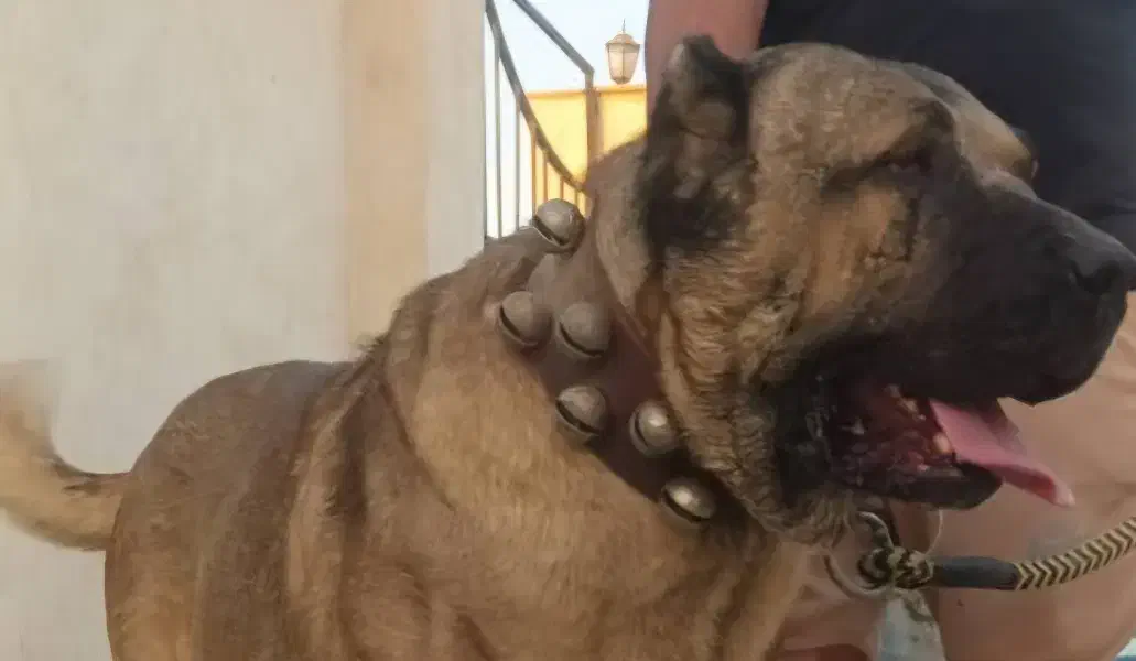 سگ سرابی|سگ|کرج, ساماندهی|دیوار