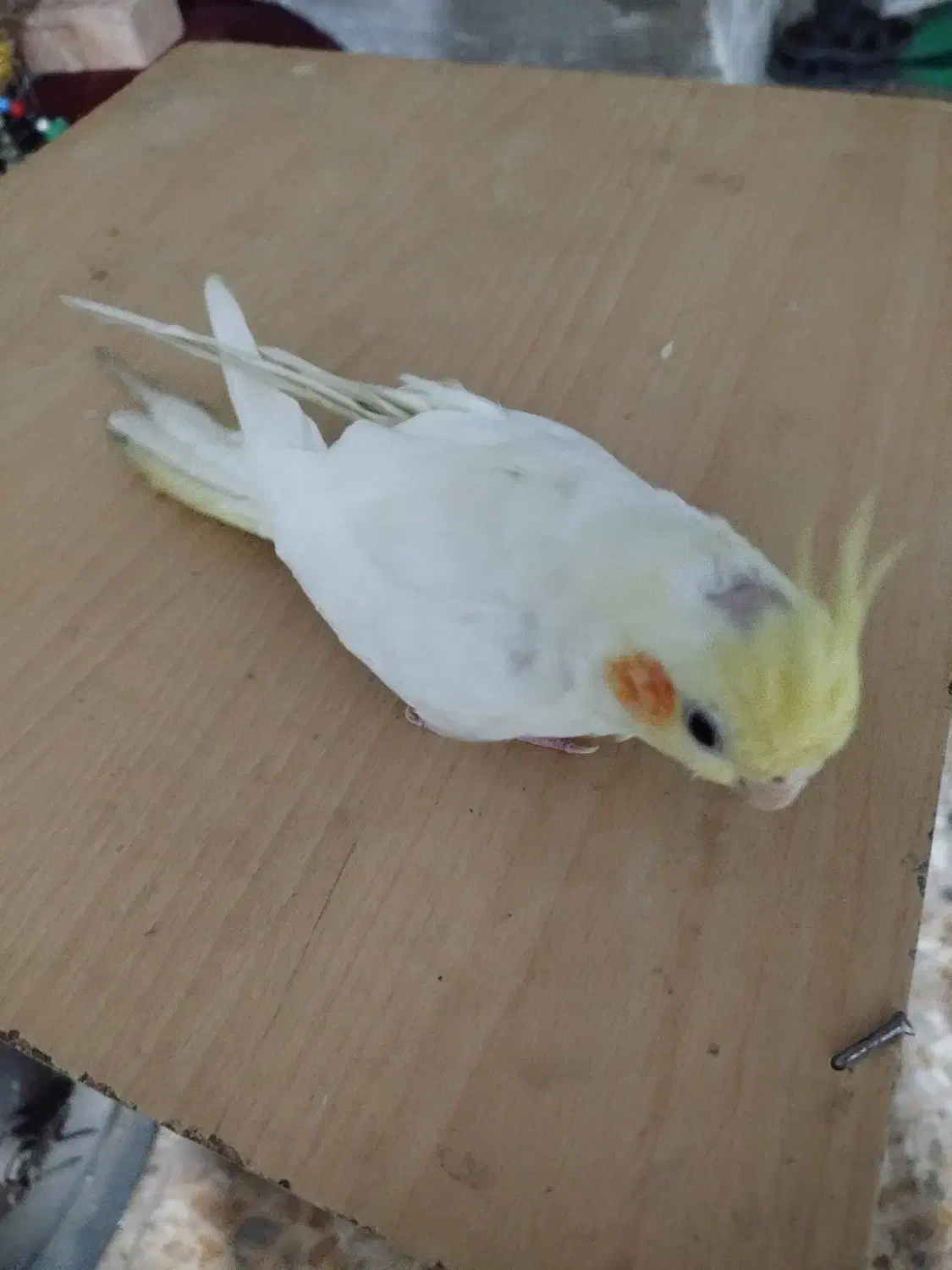 یک عدد عروس هلندی ماده|پرنده|تهران, هفده شهریور|دیوار