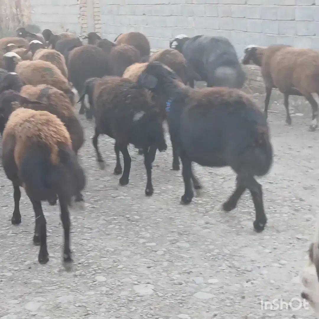 ۳۷ راس گوسفند آبستن جوان سنو شده تضمین|حیوانات مزرعه|گنبد کاووس, |دیوار