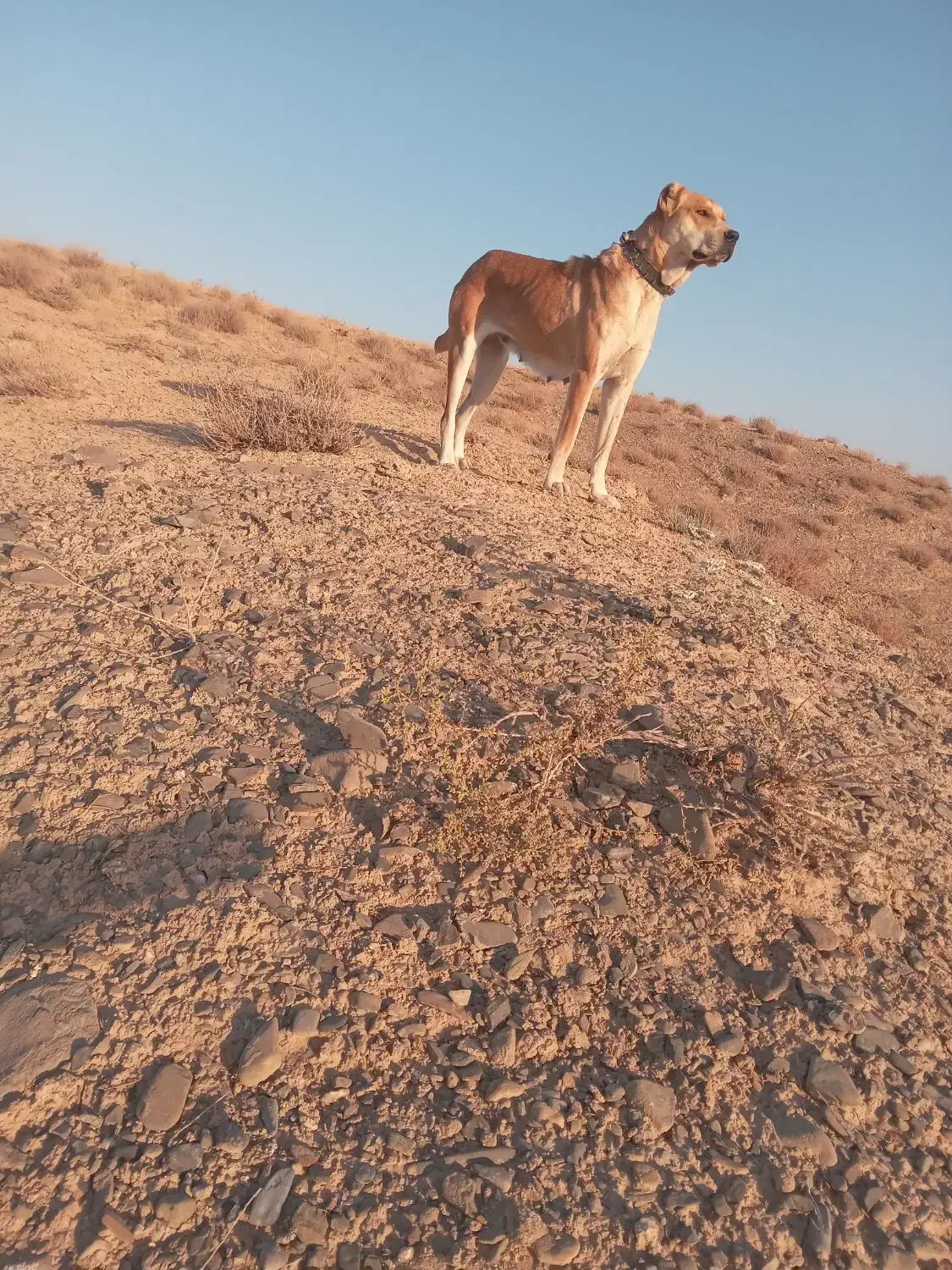 فروش ماده خراسانی|سگ|تربت جام, شیخ احمد جامی|دیوار