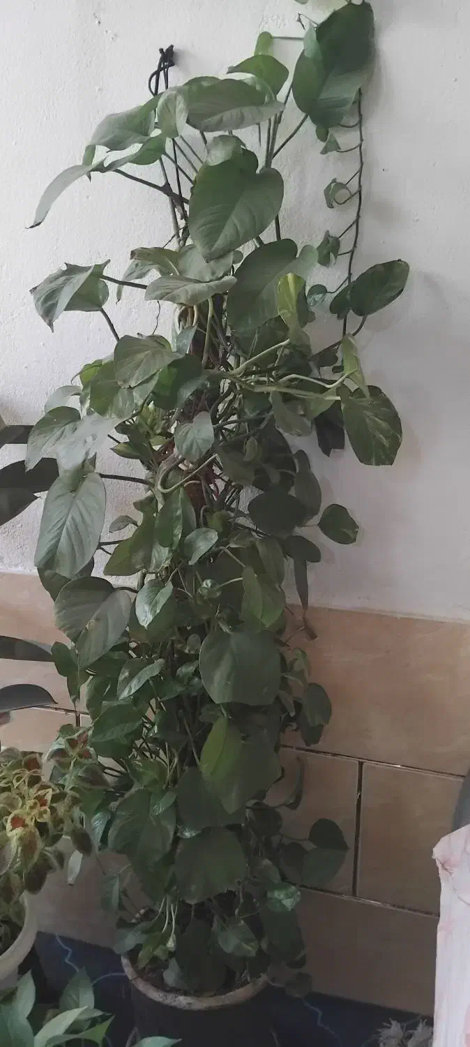 گل پتوس بلند با چوب|گل و گیاه طبیعی|شیراز, شهرک گلها|دیوار